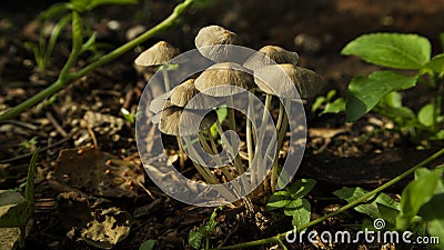 Winter wild mushroom Mycena inclinata - known as the clustered bonnet or the oak-stump bonnet cap Stock Photo