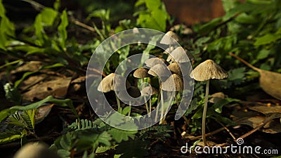 Winter wild mushroom Mycena inclinata - known as the clustered bonnet or the oak-stump bonnet cap Stock Photo