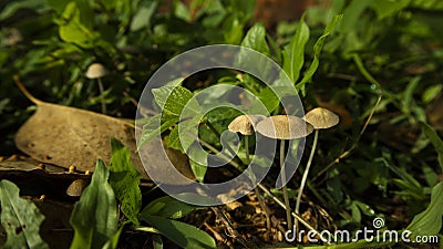 Winter wild mushroom Mycena inclinata - known as the clustered bonnet or the oak-stump bonnet cap Stock Photo