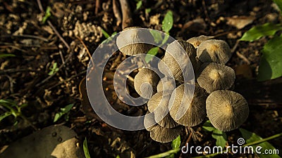 Winter wild mushroom Mycena inclinata - known as the clustered bonnet or the oak-stump bonnet cap Stock Photo