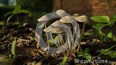 Winter wild mushroom Mycena inclinata - known as the clustered bonnet or the oak-stump bonnet cap Stock Photo