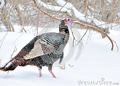 Winter Wild Turkey Stock Photo