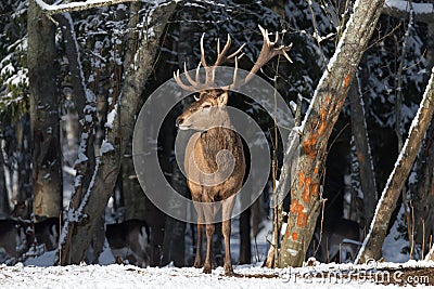 Winter Wildlife Landscape With Great Red Deer (Cervus elaphus). Magnificent Noble Deer On The Edge Of Winter Forest. Stock Photo