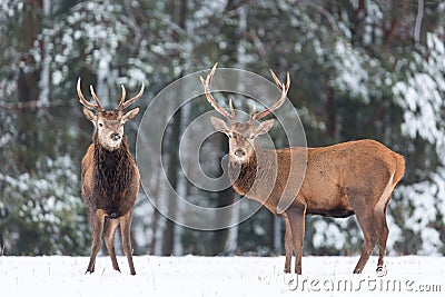 Winter wildlife landscape. Noble deers Cervus Elaphus. Two deers in winter forest. Deer with large Horns with snow looking at came Stock Photo