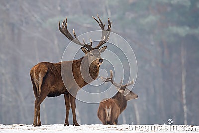 Winter Wildlife Landscape With Two Noble Deer Cervus elaphus. Deer With Careful Look And Large Branched Horns On The Background Stock Photo