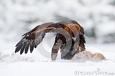 Winter wildlife scene from nature. Golden Eagle with catch hare in snowy winter, snow in the forest habitat. Storm with bird and f Stock Photo