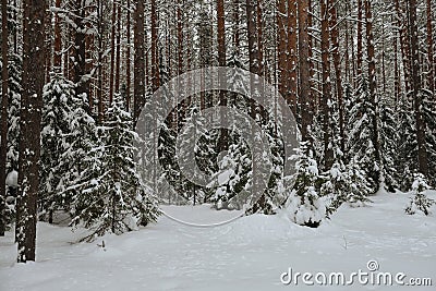 Winter in the wildwood Stock Photo