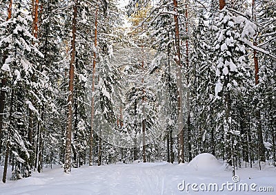 Winter in the wildwood. Stock Photo