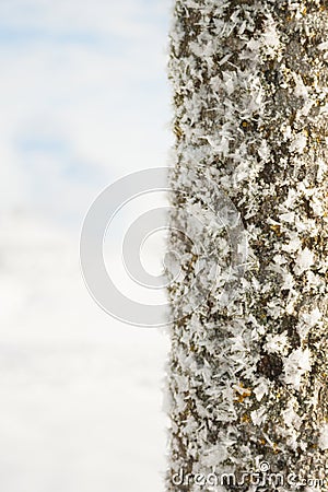 Winter wonder land - iced tree trunk Stock Photo