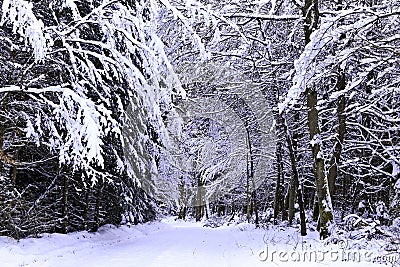 Winter Wonderland Stock Photo