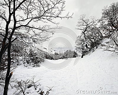 Winter Wonderland, Snowy Trail Stock Photo