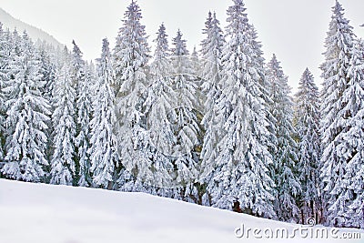 Winter wonderland with snowy trees and mountains Stock Photo