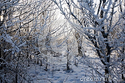 Winter wonderland sunset view of frozen trees scenery panoramic wide nature background scene Stock Photo