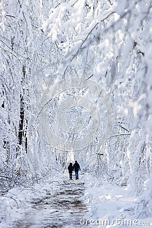 Winter wood landscape Editorial Stock Photo