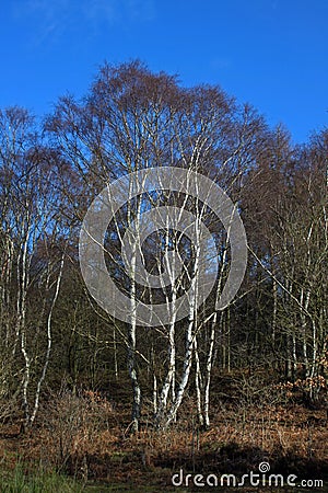 A winter woodland scene Stock Photo