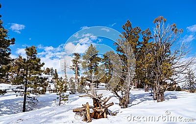 Winter woodland scenery at Bryce Canyon, the USA Stock Photo