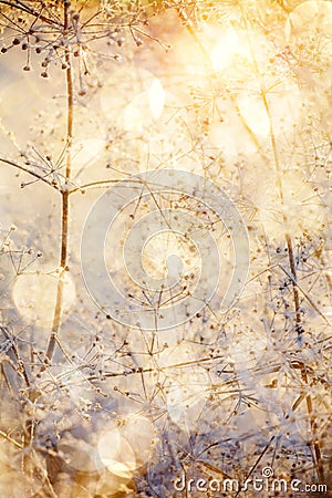 Winter yellow bright background with dried frozen plants Stock Photo