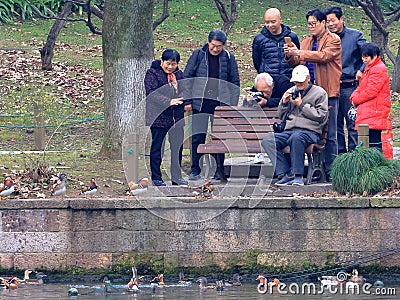 Winter yuanyang in hangzhou, and get along with people close, carefree. Editorial Stock Photo