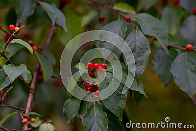 Winterberry holly Ilex verticillata Stock Photo