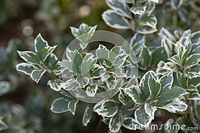 Wintercreeper Emerald Gaiety - Latin name - Euonymus fortunei Emerald Gaiety Stock Photo