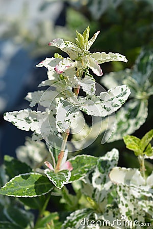 Wintercreeper Harlequin Stock Photo