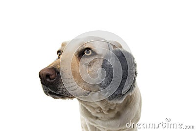 WINTERLABRADOR DOG SCARED OF FIREWORKS, THUNDERSTORMS, LOUD NOISES. WEARING FLUFFY EARMUFFS. ISOLTED SHOT AGAINST WHITE BACKGROUND Stock Photo