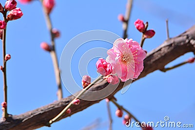 Wintersweet Flower Stock Photo