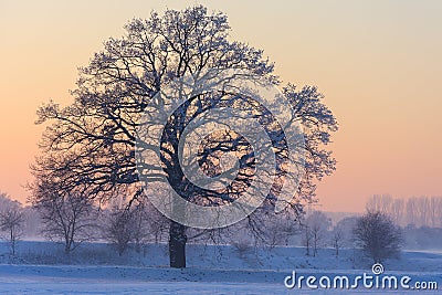 A beautiful tree in a snowy winter Stock Photo