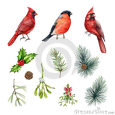 Wintertime birds and Christmas evergreen floral elements set. Watercolor illustration. Bullfinch, red cardinal bird Cartoon Illustration