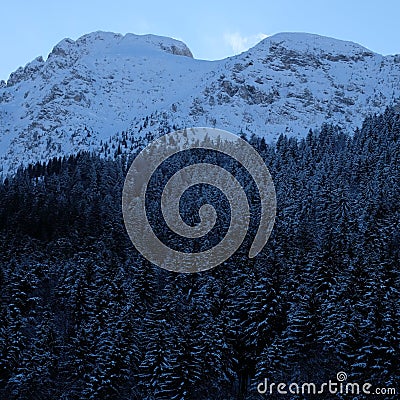 Snowy Alpine Pine Forest Stock Photo