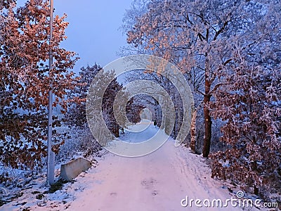 Wintertime - snowy winter road in a tree alley Stock Photo