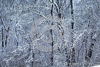 Glistening white snow covering tree branches Stock Photo