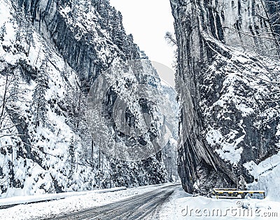 Wintery snowcovered mountain road with white snowy spruces and rocks. Wonderful wintry landscape. Travel background. Stock Photo