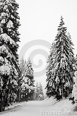 Wintery trees in the czech mountains. czech republic Stock Photo