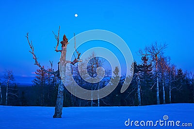 Wintry northern night landscape - leafless trees are barely lit by the rays of the rising sun Stock Photo