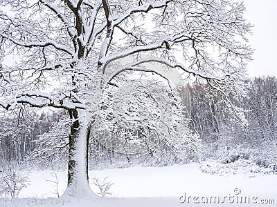 wintry snowy landscape Stock Photo