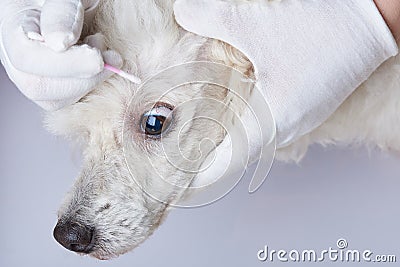 Wiping dog eye Stock Photo