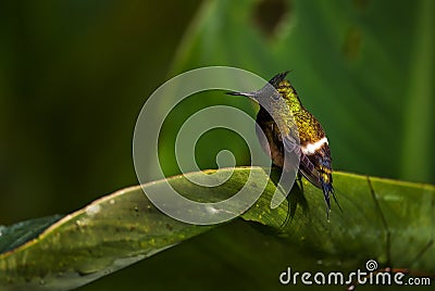 Wire-crested Thorntail - Discosura popelairii Stock Photo