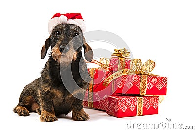 Wire haired dachshund with Christmas hat Stock Photo