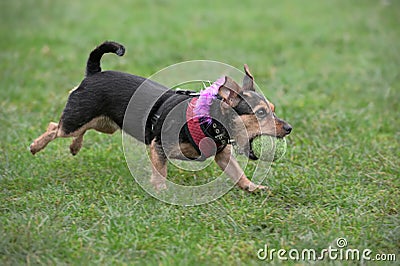 Wire haired dachshund, running, fetching a ball Stock Photo
