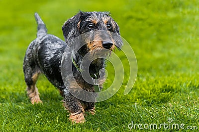 Wire-haired miniature dachshund walking across field Stock Photo