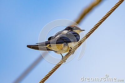 Wire tailed swallow Stock Photo