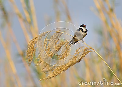 Wire-tailed swallow on a grass shoot Stock Photo