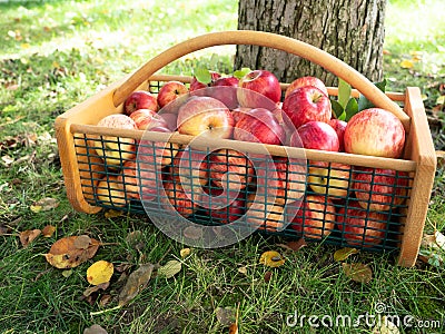 Wire and Wood Basket with Freshly Picked Apples Near Tree Trunk Stock Photo