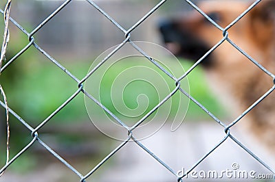 Wired fence. Stock Photo