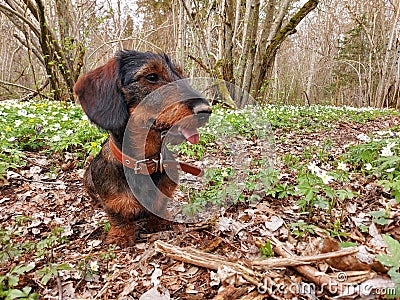 Wirehaired dachshund Stock Photo