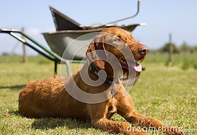 Wirehaired Hungarian Vizsla laying but alert Stock Photo