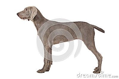 Wirehaired Slovakian pointer dog isolated on white Stock Photo