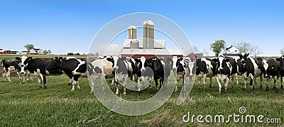 Wisconsin Dairy Cows Panorama Panoramic Banner Stock Photo