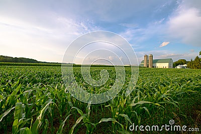 Wisconsin Dairy Farm, Barn by Field of Corn Stock Photo